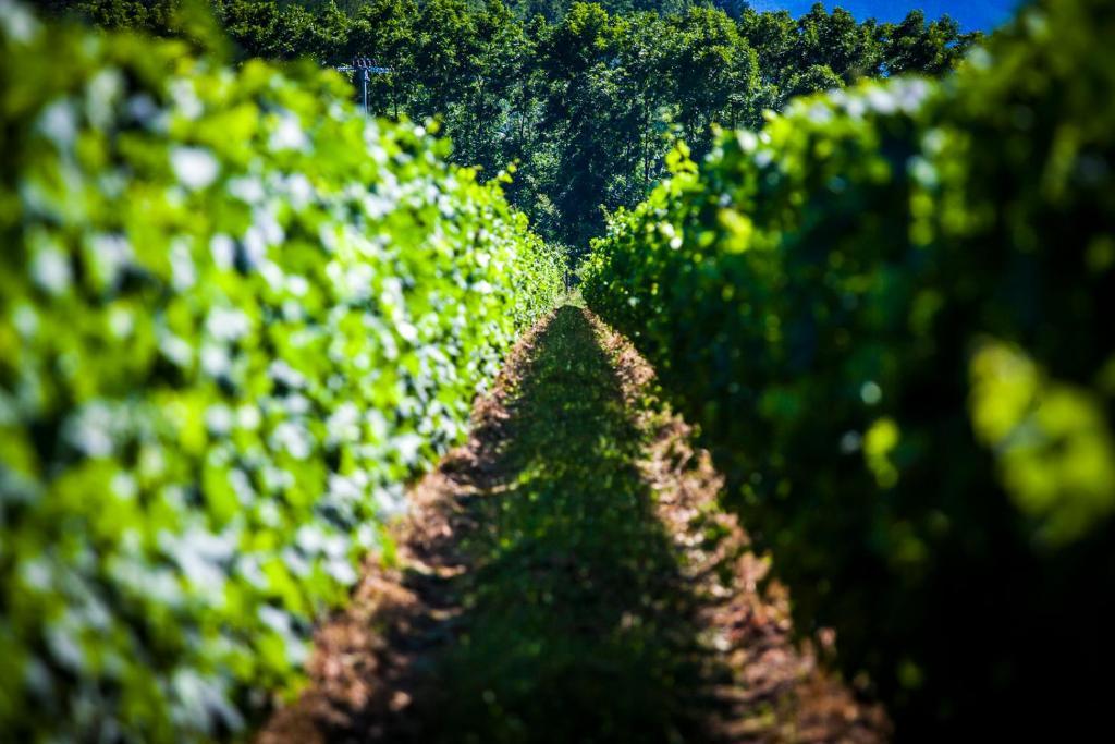 Agriturismo Casteldelpiano Licciana Nardi Экстерьер фото